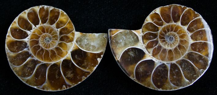 Small Desmoceras Ammonite Pair #4883